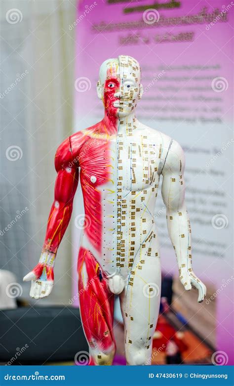 Muscular Male Anatomy