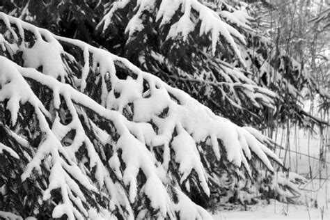 Snow Covered Pine Trees Stock Photo Image Of Trees 107706898