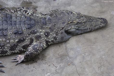 Siamese Crocodile Crocodylus Siamensis Zoochat