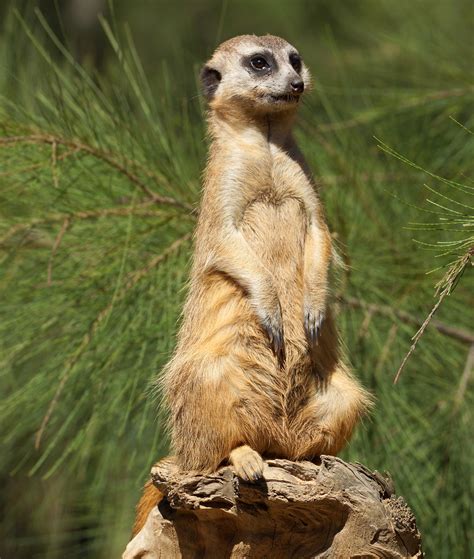 Meerkat Lookout Suricata Suricatta Dsc00646 Ian Sutton Flickr