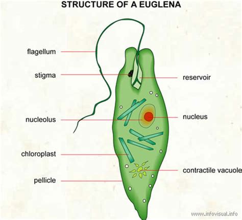 The function of vacuoles are different in different organism, for instance in animal the vacuoles size are small so it work like storing meterial (salt, water and it maintains the balance between biogensis and degradation of many substances and cell structures. Structure & Function - Euglena