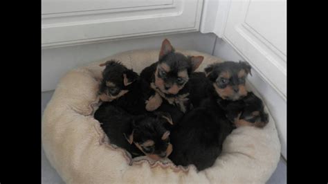 Check spelling or type a new query. Yorkshire Terrier Puppies 6 weeks old - YouTube
