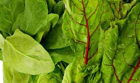 10 Healthiest Green Leafy Vegetables On The Planet