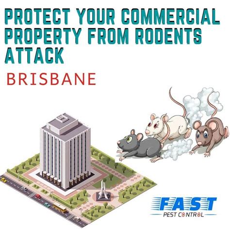 This is not the same as the much more. Rat & Rodent Removal Brisbane | Same Day Mice Removal ...