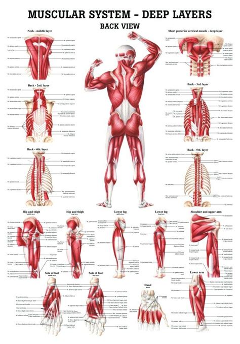 Human Muscular Systems Deep Layers Of The Back Poster Clinical Charts