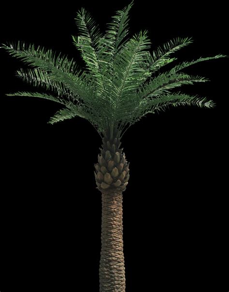 The meaning and symbolism of the word - «Palm»