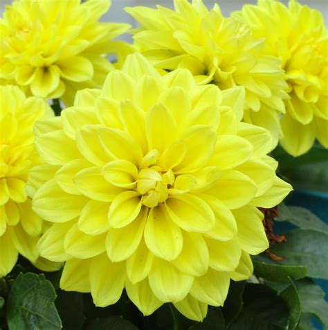 Food and drinks flowers and presents live plants pastry shops and bakeries coffee and tea shops holiday goods cosmetics & perfume jewelry & bijou accessories decor tableware. Days of My Life: Flowers