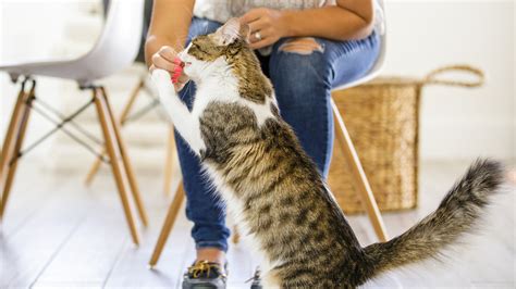 Brushing your teeth is the foundation of any oral health care routine. At-Home Cat Teeth Cleaning: How to Brush Cat Teeth