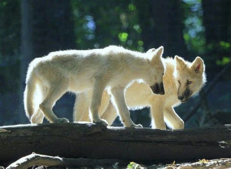 Can any damage trample over? Two white wolf pups | White Wolves ♥ | Pinterest | Wolves ...