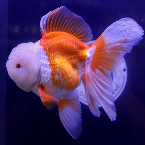 Goldfish Assorted Fantail Large Carassius Auratus 12cm Aquarium
