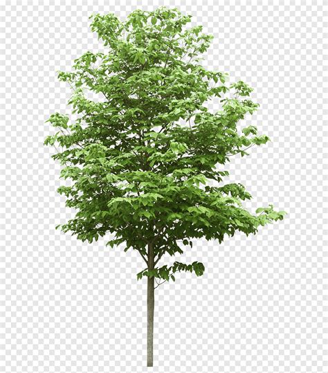 Trees Trees Trees Clipart Png Pngegg