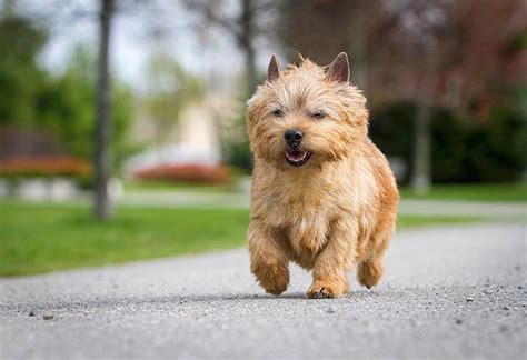 The norwich terrier is a short, sturdy, strong, little fotos de perros norwich terrier. Norwich Terrier Dog Breed Information, Pictures ...