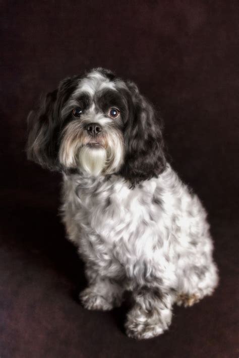 In this second paragraph, we will propose a video containing a set of images of dog breeds with long hair. Bella - Beautiful, curly haired black and white designer ...