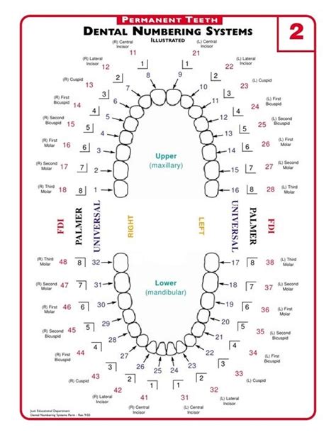 Dentaltown The Three Permanent Teeth Dental Numbering Systems Are Iso