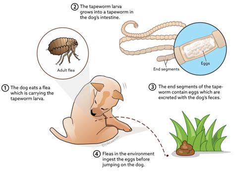 Tapeworm Infection In Dogs Vca Animal Hospitals