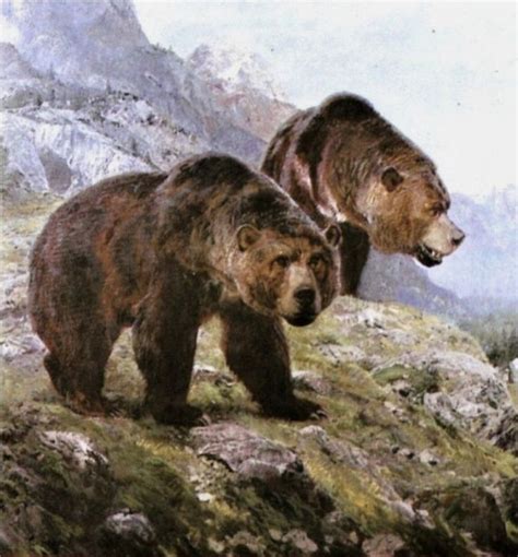 The Extinct Cave Bear Ursus Spelaeus Had A Wider Heads Than Todays