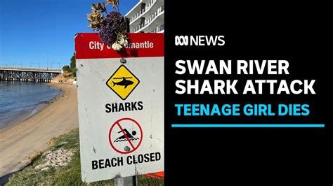 teenager dies after suspected shark attack in swan river abc news youtube