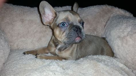 Sable Color Dog French Bulldog Maryland Mayberry