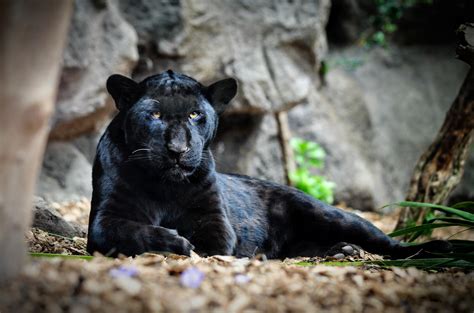 Panther Animal Totem And Panther Meaning On Whats Your Sign