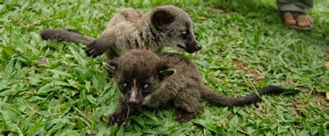 Bayi yang berumur 8 bulan mempunyai rasa ingin tahu yang menebal. Menu Makan Musang Umur 1.5 - 3 bulan | Dunia Musang ...