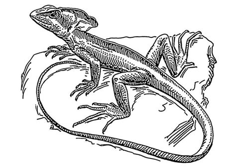 Coloring pages: Coloring pages: Basilisk lizard, printable for kids & adults, free
