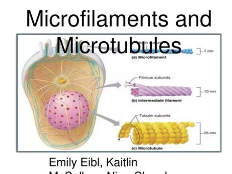 Ppt Microfilaments And Microtubules Powerpoint Presentation Free