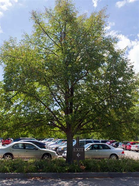 Greenspire Linden Chicago Botanic Garden