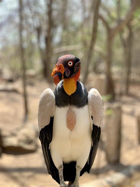 King Vulture Looking For Some Bones To Crush Natureismetal