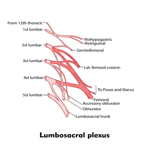 Nerves From The Lumbosacral Plexus Are Supplied Toa Forelimbsb