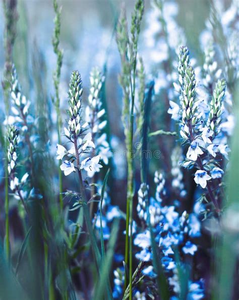 Flores Azules Hermosas Foto De Archivo Imagen De Color 29080414