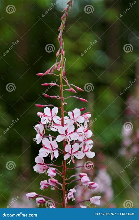 Pink Willow Herb Or Fire Weed Wild Herb Blooming Stock Image Image Of