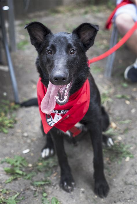 Have you already paid your application fee? Dog Park in the Sky Donation - Chicago Canine Rescue