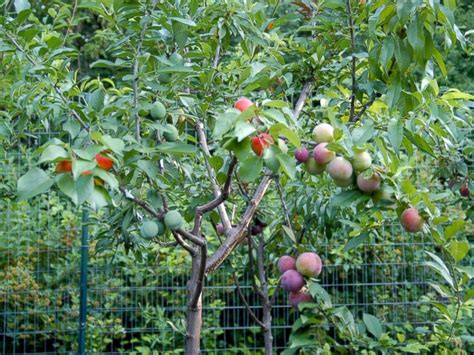 Pretty Tree Grows 40 Different Kinds Of Fruit Abc News