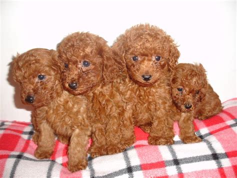 Look for toy materials that are safe. 44 Very Cute Poodle Puppy Pictures And Images