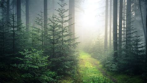 23 Foggy Forest Wallpapers Wallpaperboat