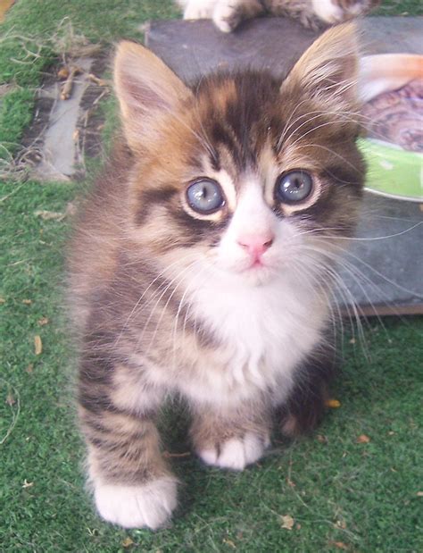 Minik Kedi Cute Kitty This Cute Kitty Is Living Near The Flickr
