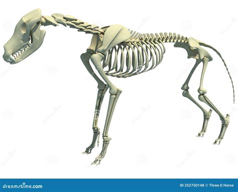 Wolf Skeleton 3d Rendering Stock Illustration Illustration Of Model