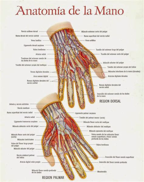 anatomia de la mano Anatomía Pinterest