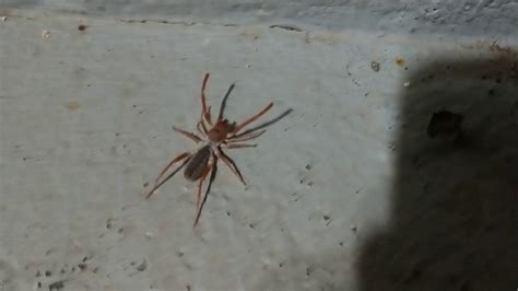 Camel spider on the porch... Southern San Diego California - YouTube