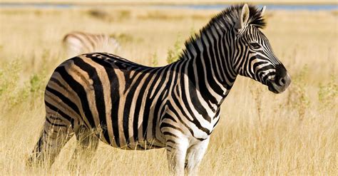 Periode ini dikenal sebagai kuda pertama di dunia kuda xiang yu. Mengapa Zebra Berwarna Belang Hitam Putih? Ini Jawabannya