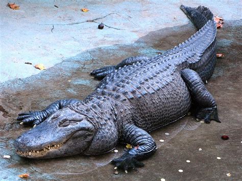 Meet Muja The Worlds Oldest Alligator