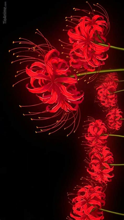 Anime Red Spider Lily Wallpaper Anime Top Wallpaper