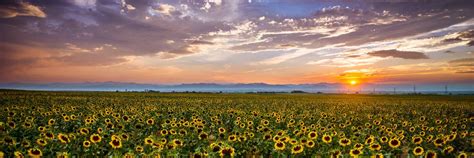 Sunflowers panoramic Denver Colorado sunset Rocky Mountains high