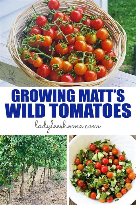 Growing cherry tomatoes is not much different than growing big tomatoes. Growing Matt's Wild Cherry Tomatoes | Lady Lee's Home
