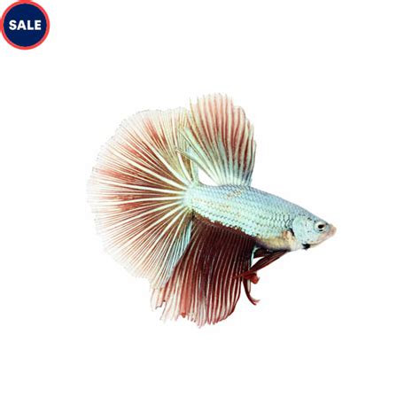 Male Dragonscale Bettas For Sale Order Online Petco
