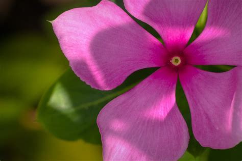 The History And Significance Of Periwinkle Color Psychological