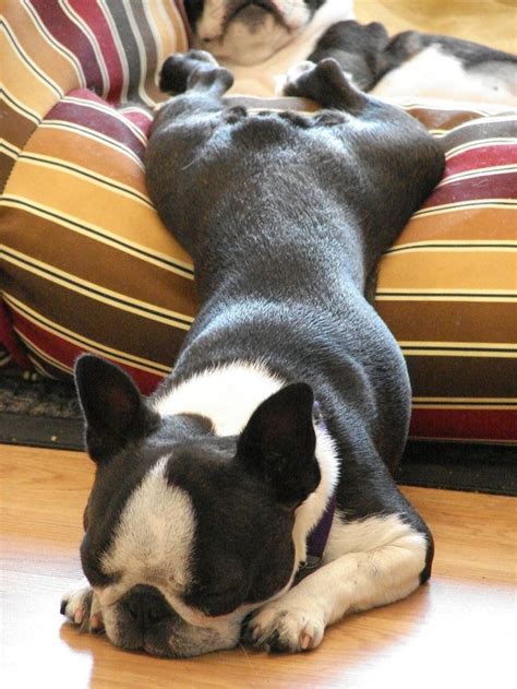 61 Best Boston Terrier Memes Dogs And Puppies Too