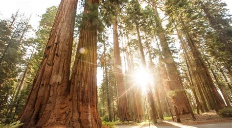 Perché E Come Visitare Il Sequoia National Park