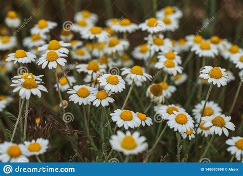 Bloom Chamomile Blooming Chamomile Field Chamomile Flowers On Meadow