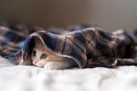 Maybe you would like to learn more about one of these? Cool Cats Wallpapers ·① WallpaperTag